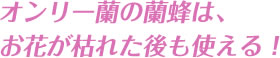 オンリー蘭の蘭蜂は、お花が枯れた後も使える！