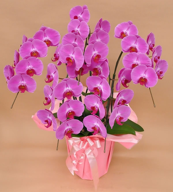 ピンク　5本立て