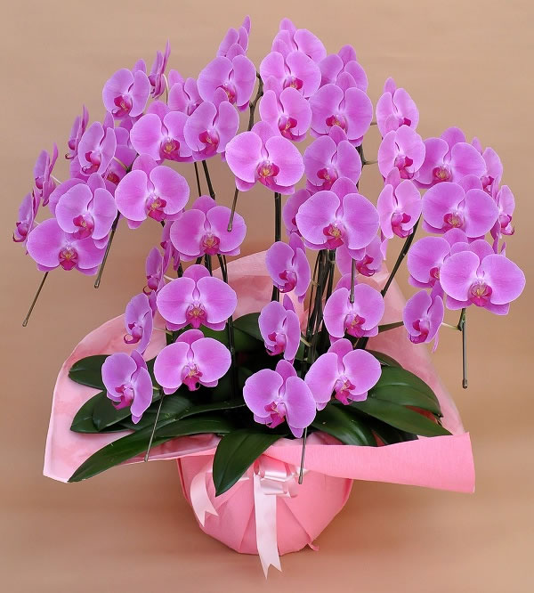 ピンク　7本立て