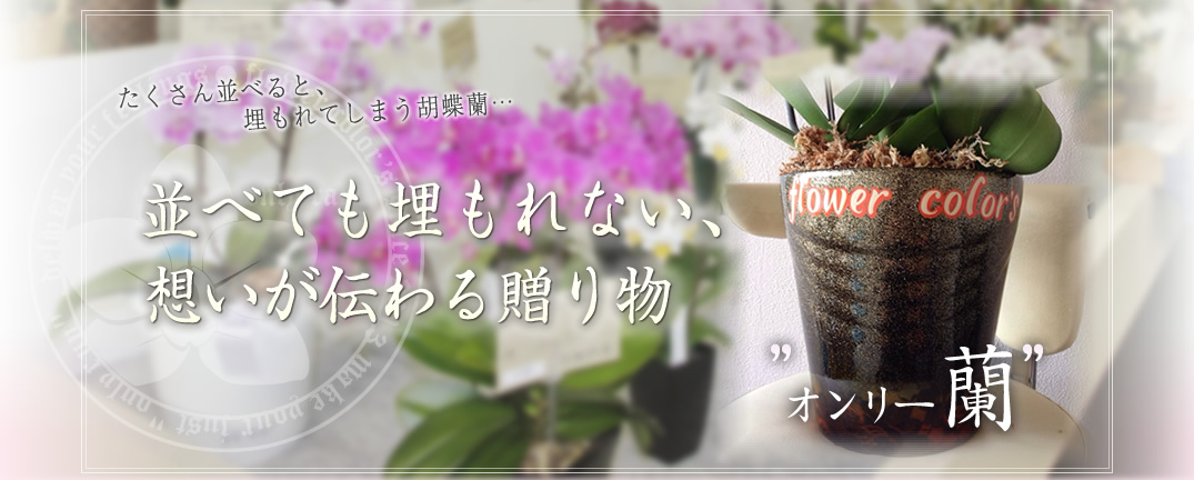 並べても埋もれない、オリジナルの胡蝶蘭